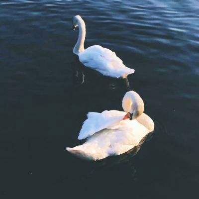 双赢彩票官方网站手机app下载截图